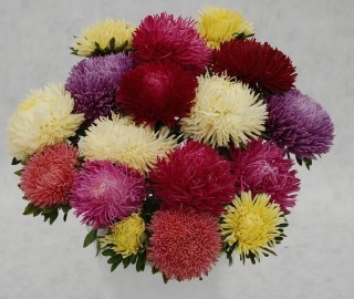 img-1: Астра Ювел Микс  [5 гр] - ООО «Семена Тут»