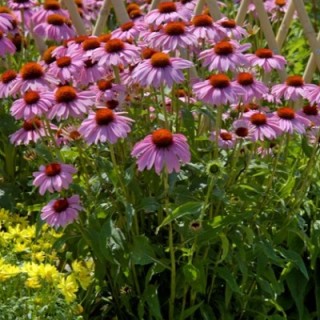 img-1: Эхинацея пурпурная Бравадо [1000 шт] - ООО «Семена Тут»