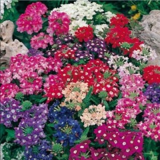 Вербена гибридная Мамут микс - ООО «Семена Тут»