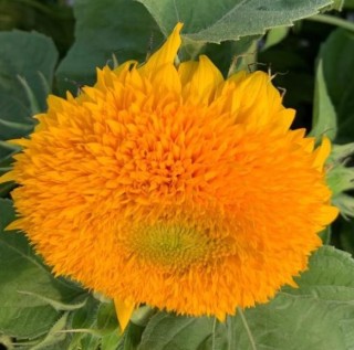 img-1: Подсолнечник декоративный Дабл Делайт Зеленый Диск - ООО «Семена Тут»