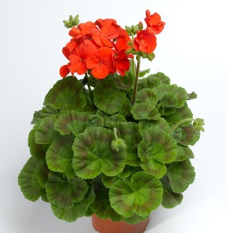 img-1: Пеларгония зональная Пинто Премиум Дип Скарлет [1000 шт] (инкруст. семена) - ООО «Семена Тут»