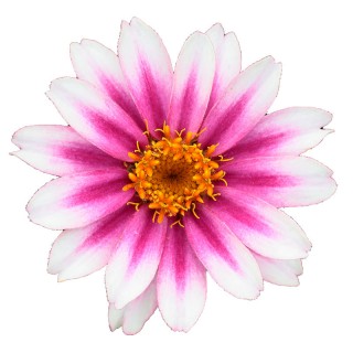 Цинния Профьюжен Черри Биколор [1000 шт] - ООО «Семена Тут»