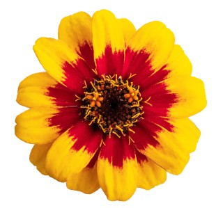 img-0: Цинния Профьюжен Ред еллоу биколор [1000 шт] - ООО «Семена Тут»