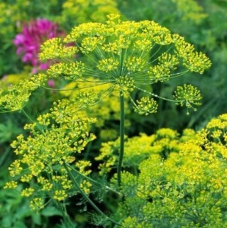 Укроп Зонтик - ООО «Семена Тут»