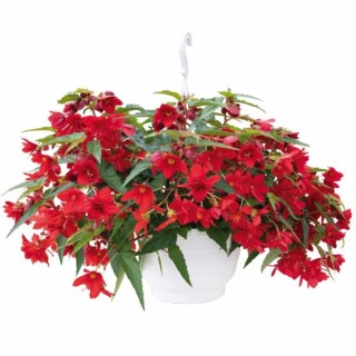 img-0: Бегония Фанки Ред [1000 драже] - ООО «Семена Тут»