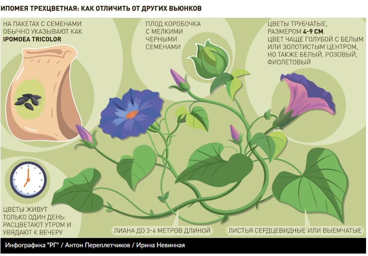 ипомея триколор