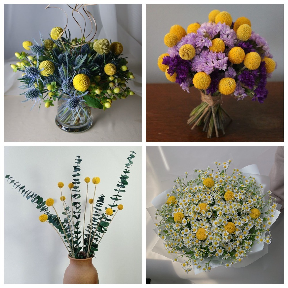 краспедия букеты